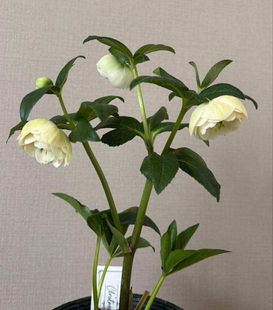 【専用】大和園　クリスマスローズDD カップ咲き　ホワイト　手毬咲き